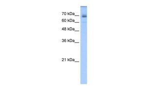 LNX1 antibody, C-term