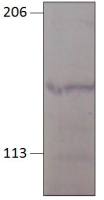 PGCD antibody