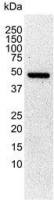 Tubulin antibody [YL1/2]