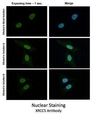 Signal+ for Immunostaining