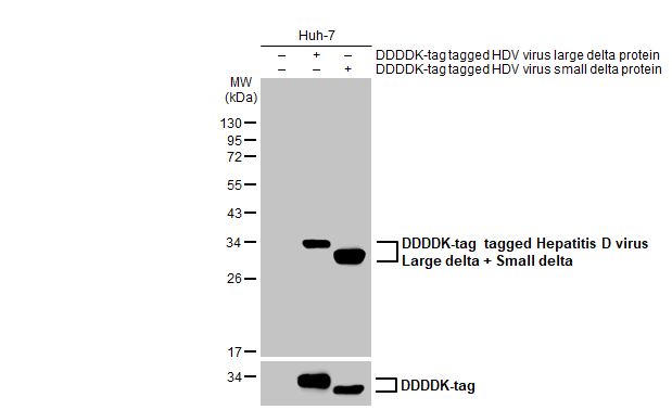 Hepatitis D virus Large delta + Small delta protein antibody [HL1055]
