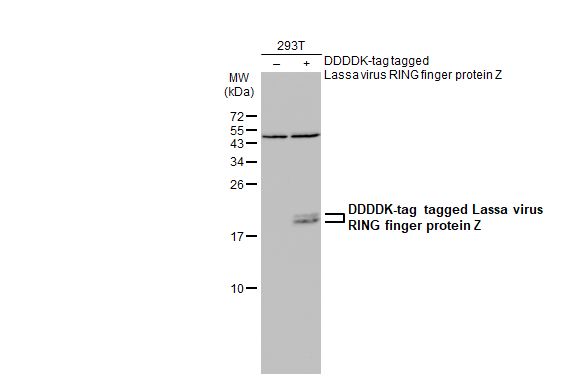 Lassa virus RING finger protein Z antibody
