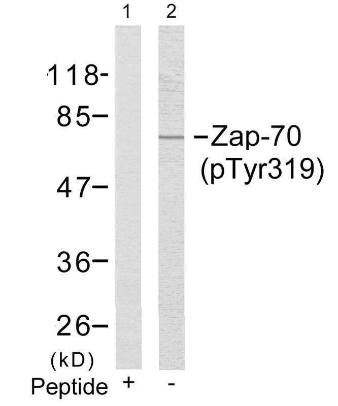 ZAP70 (phospho Tyr319) antibody