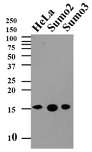 SUMO2 antibody [AT10F1]