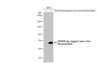 Lassa virus Nucleoprotein antibody