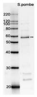 Rad22 (S. pombe) antibody