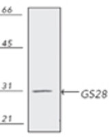 GOSR1 antibody [HFD9-5]