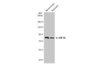 KIF3A antibody