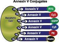 Annexin V-FITC Apoptosis Detection Kit
