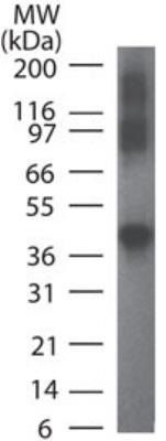 Rad9 antibody [93A535]