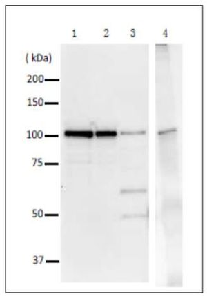 DNA Polymerase I (E coli) antibody