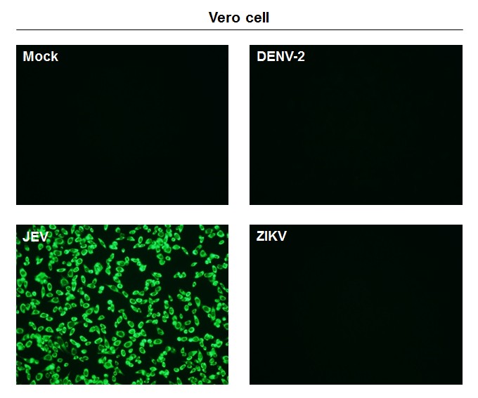 Japanese encephalitis virus NS1' antibody [GT1345]