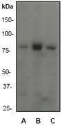 PI3 kinase p85 alpha antibody [EP380Y], C-term