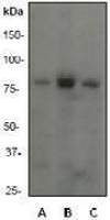 PI3 kinase p85 alpha antibody [EP380Y], C-term
