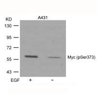 c-Myc (phospho Ser373) antibody