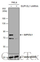 SUPV3L1 antibody [GT244]