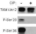 Caveolin 2 (phospho Ser36) antibody