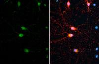 Synapsin antibody [GT965]