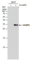 VAMP5 antibody [3E5]