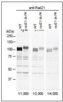 Rad21 (S. pombe) antibody