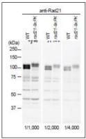 Rad21 (S. pombe) antibody