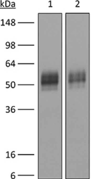 PD-L1 antibody [10F.9G2]