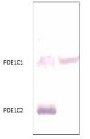 PDE1C antibody