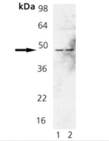 Fas antibody