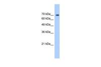 LAS1L antibody, C-term