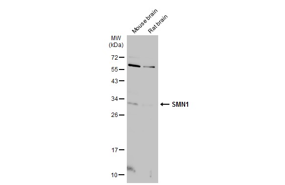 SMN1 antibody
