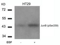 JunB (phospho Ser259) antibody