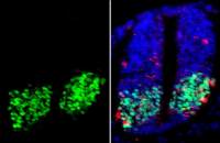 OLIG2 antibody [HL1072]