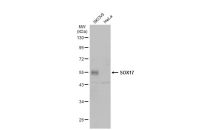 SOX17 antibody