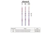 Influenza B virus Nucleoprotein (B/Victoria/02/1987), DDDDK Tag