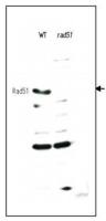 Rad51 (S. cerevisiae) antibody