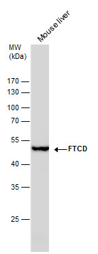 58K Golgi protein antibody [GT575]