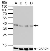 Nanog antibody [GT3312]
