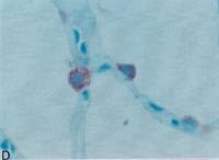 Surfactant Protein D antibody [16C11]