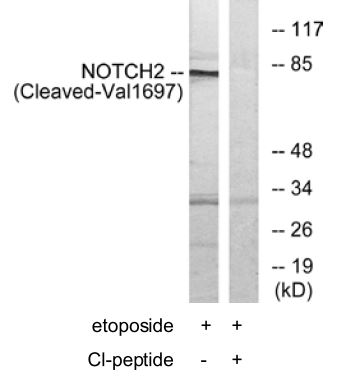NOTCH2 (cleaved Val1697) antibody