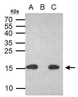 Histone H2A.XS139ph (phospho Ser139) antibody [GT2311]