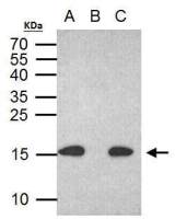 Histone H2A.XS139ph (phospho Ser139) antibody [GT2311]