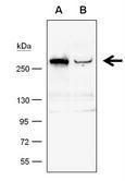 TET1 antibody [GT1462]