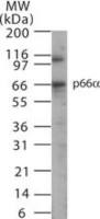 p66 alpha antibody