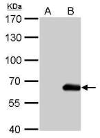 HA tag antibody [GT4810]