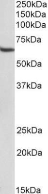 STAM antibody [29C678]