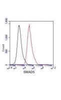 SMAD5 antibody [4B10-B10-B6]