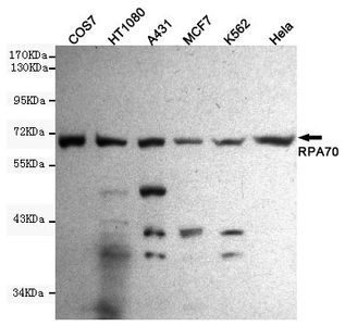 RPA70 antibody [8C3-D12-H10]