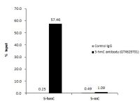 5-Hydroxymethylcytosine / 5-hmC antibody [GT513]