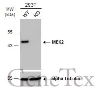 MEK2 antibody [GT3522]