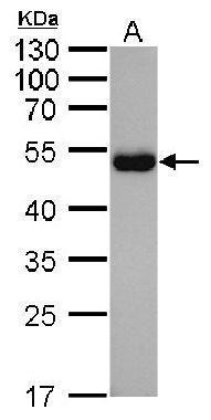 Mouse Anti-Goat IgG (Heavy chain) antibody [GT1056] (HRP)